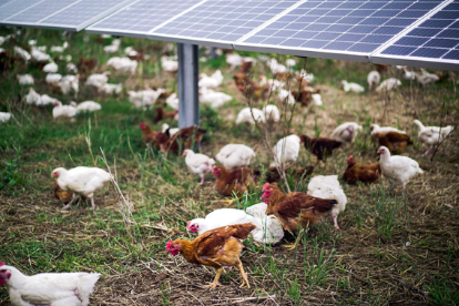 Agrivoltaïsme
