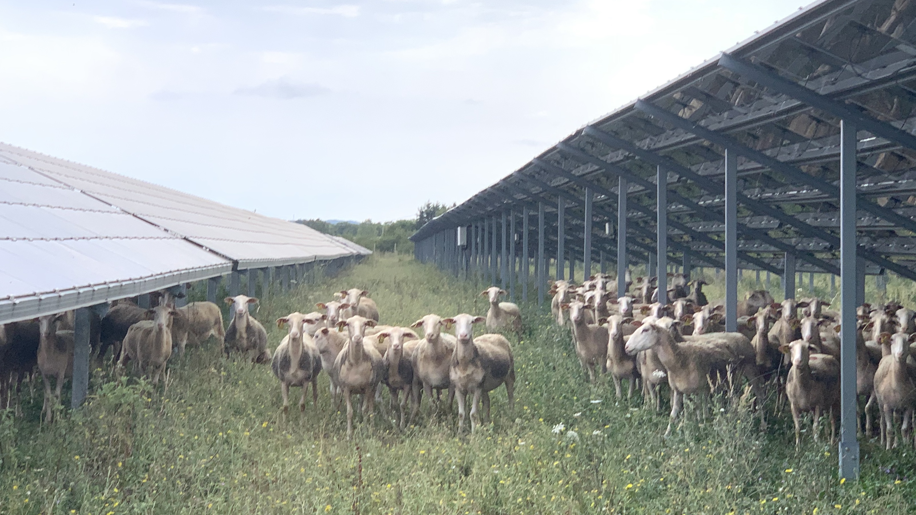 Agrivoltaïsme