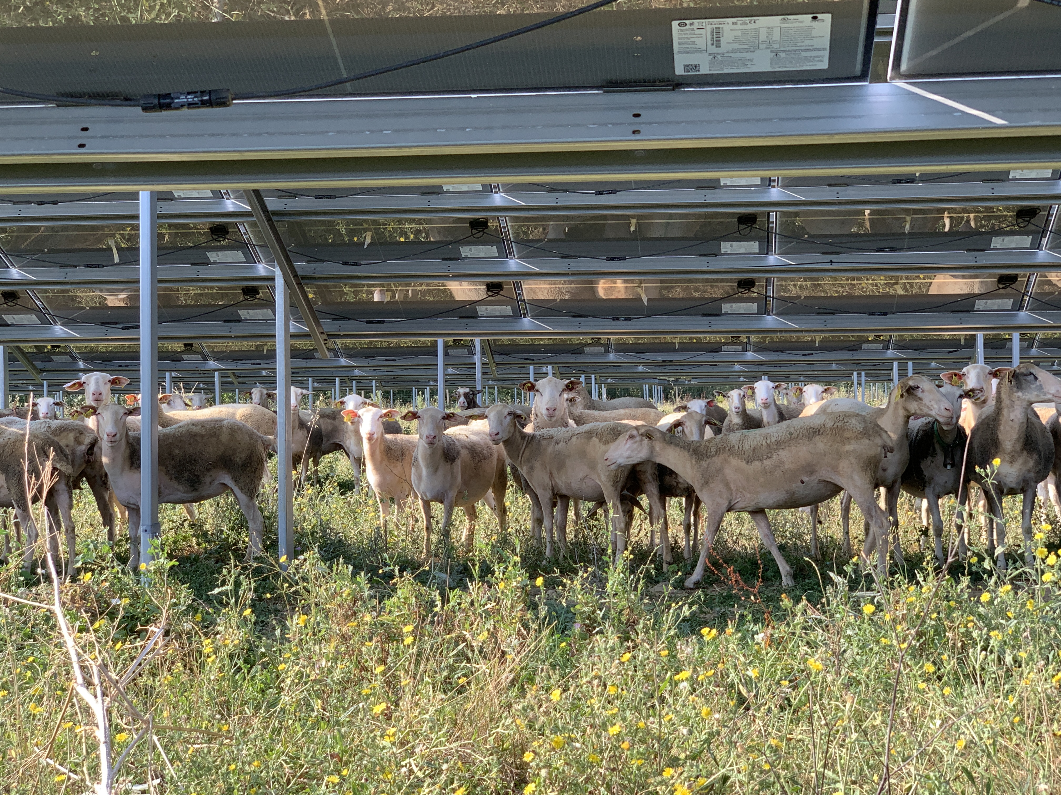 Agrivoltaïque