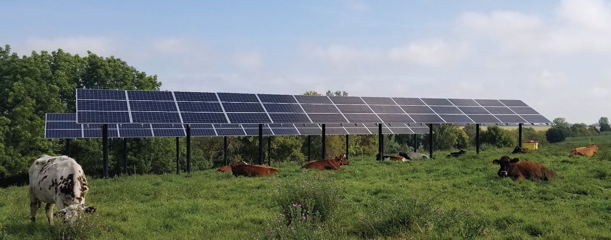 agrivoltaïque bovin