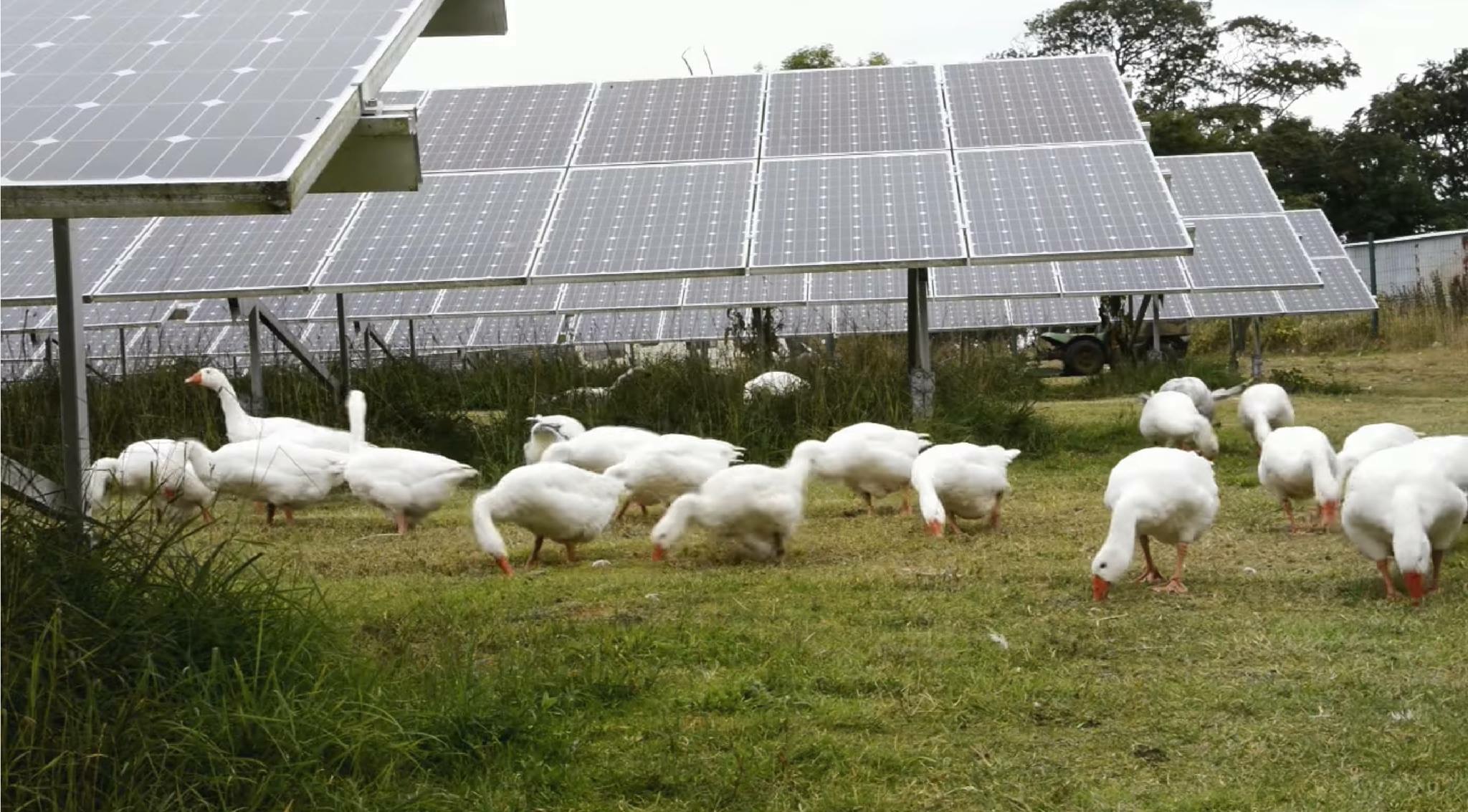 agrivoltaique élevage