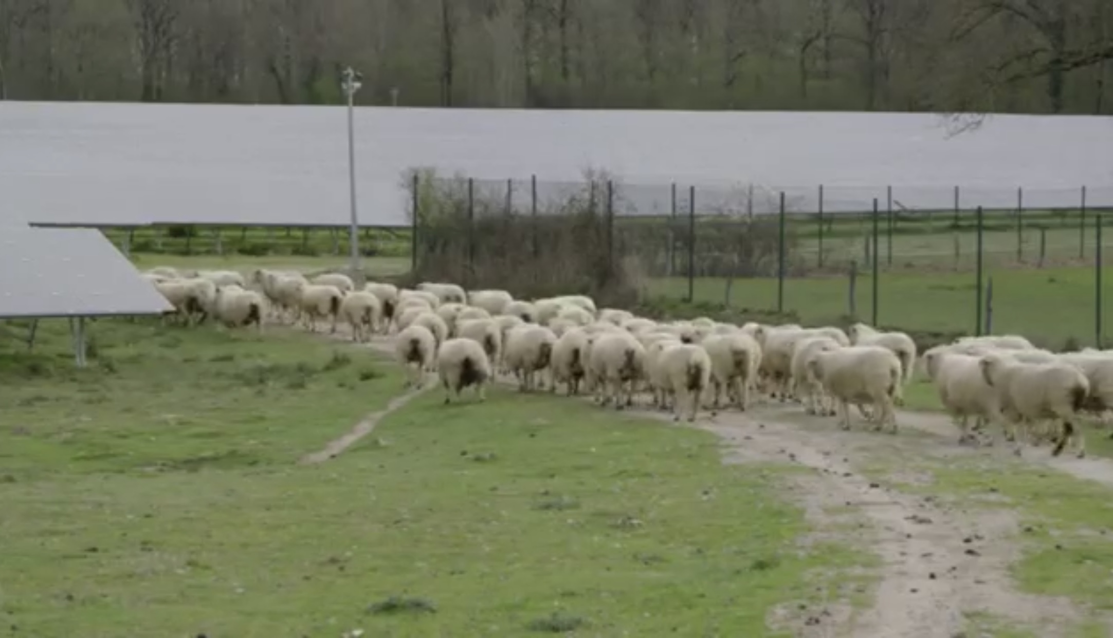 agrivoltaïsme d'élevage
