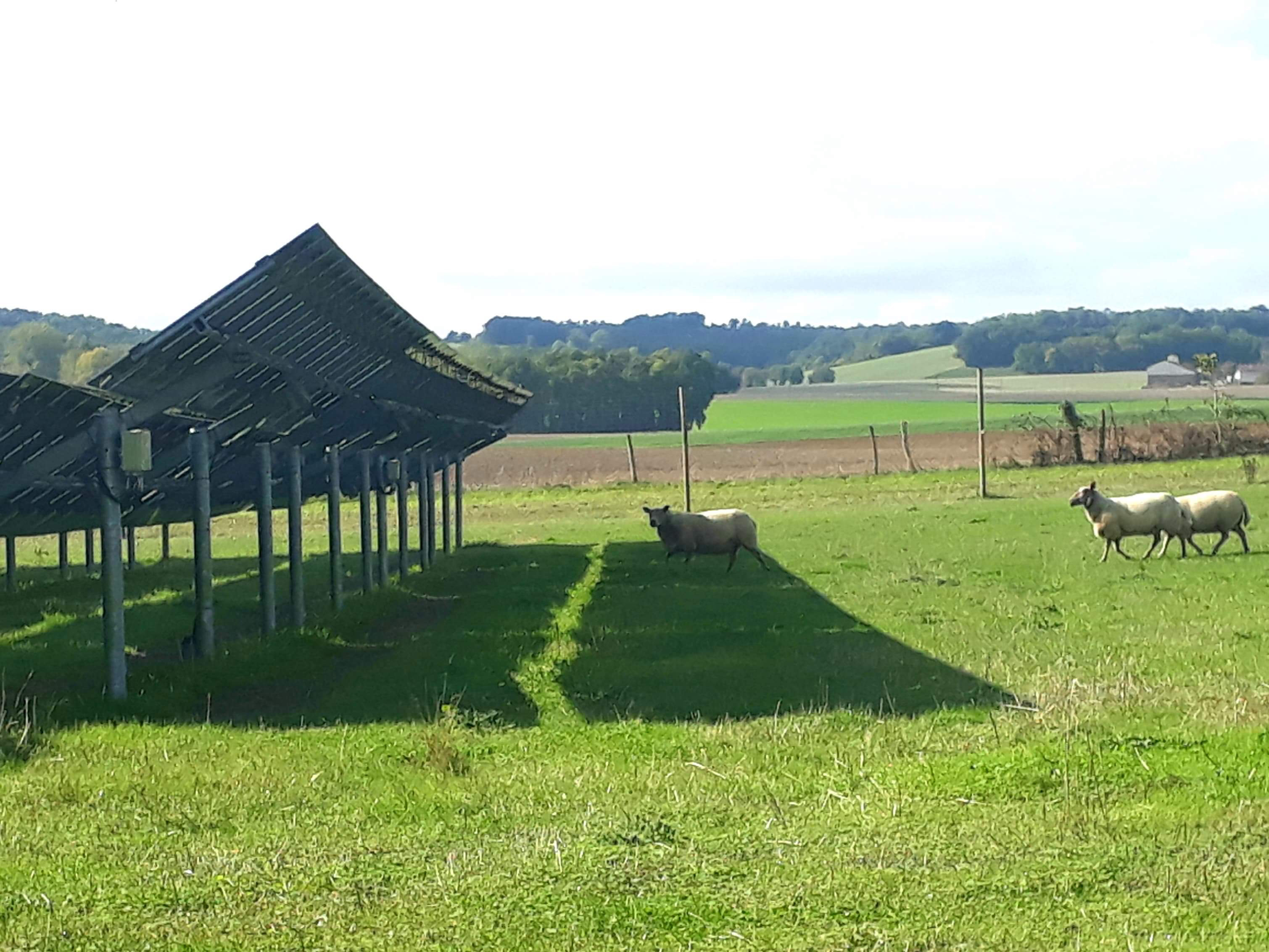 agrivoltaïsme d'élevage