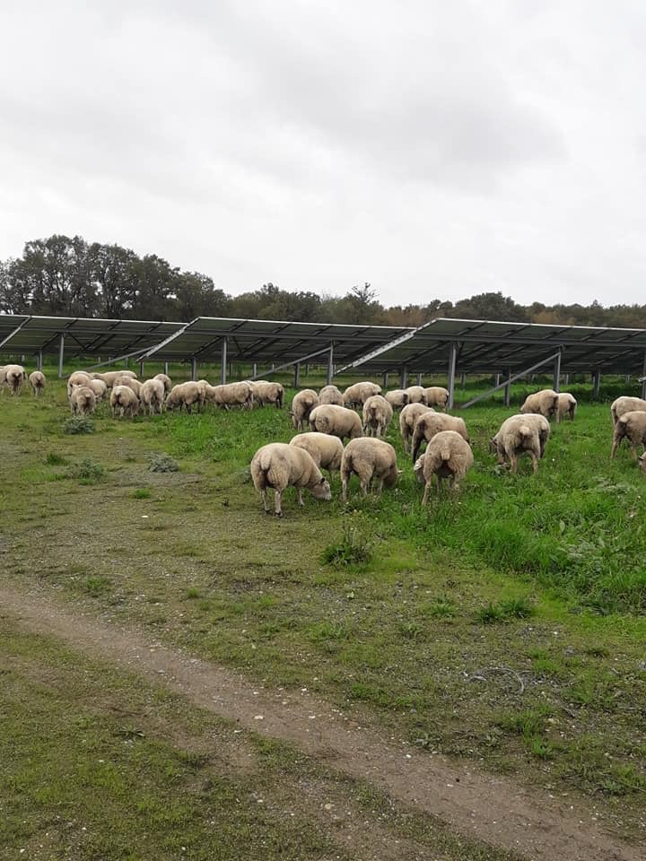 agrivoltaïsme d'élevage