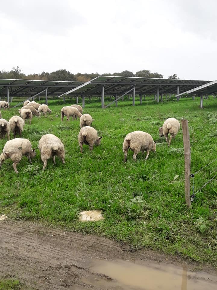 agrivoltaique élevage