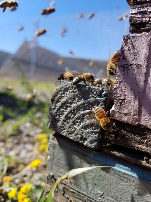 AGRIVOLTAIQUE ABEILLE APICOLE