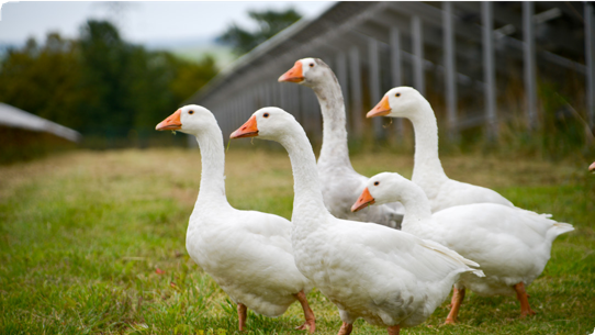 AGRIVOLTAIQUE