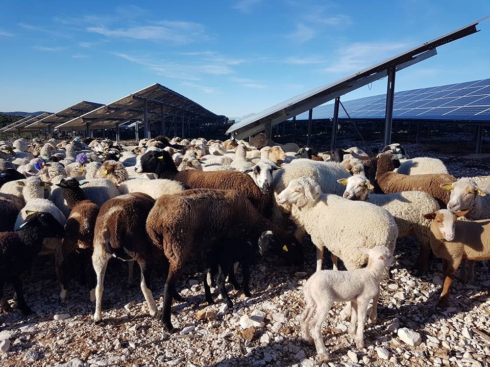 AGRIVOLTAIQUE