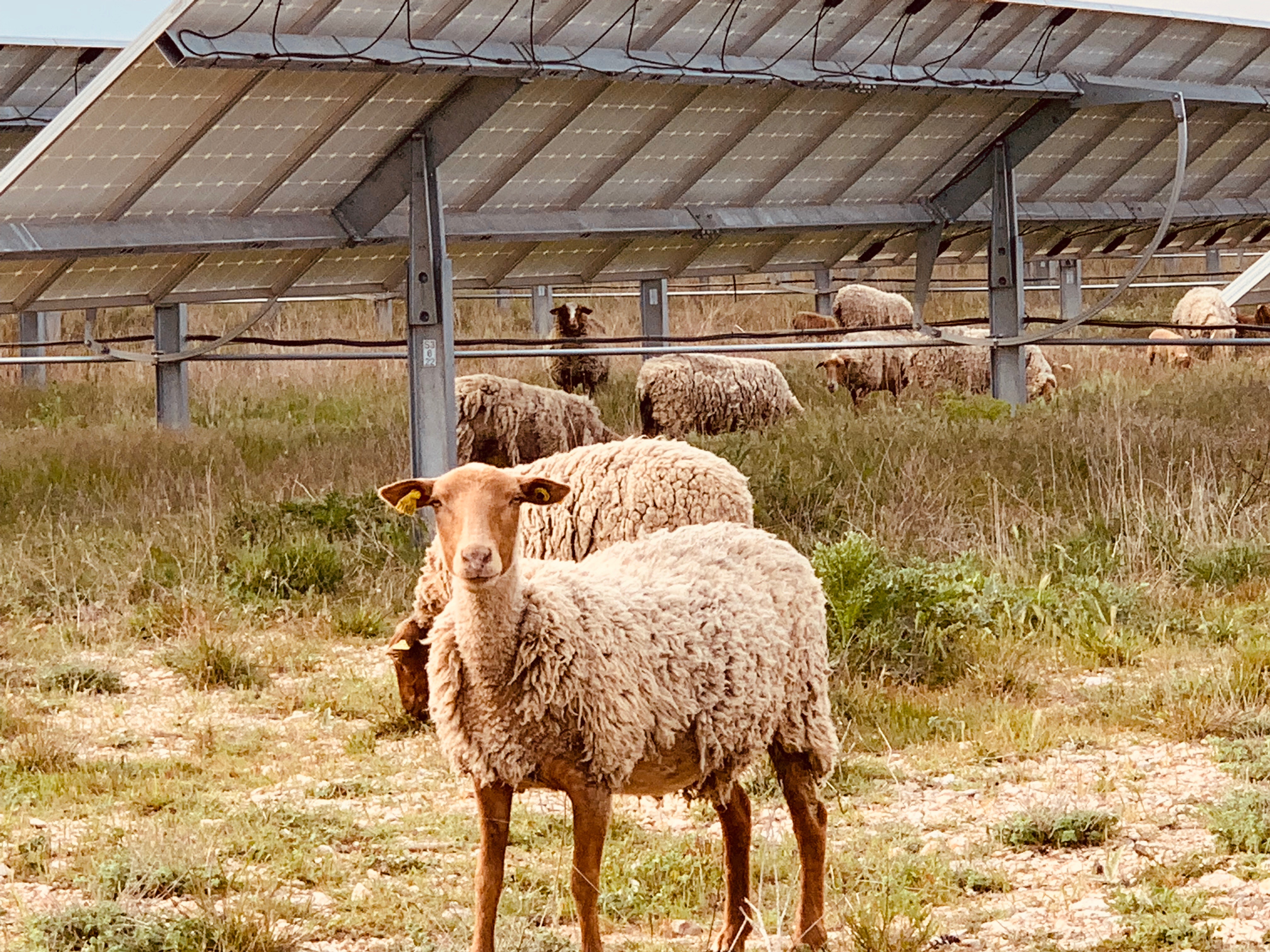 agrivoltaique
