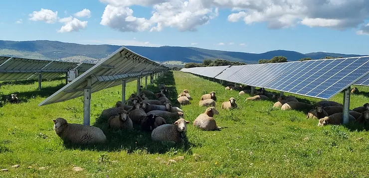 agrivoltaisme pour élevage